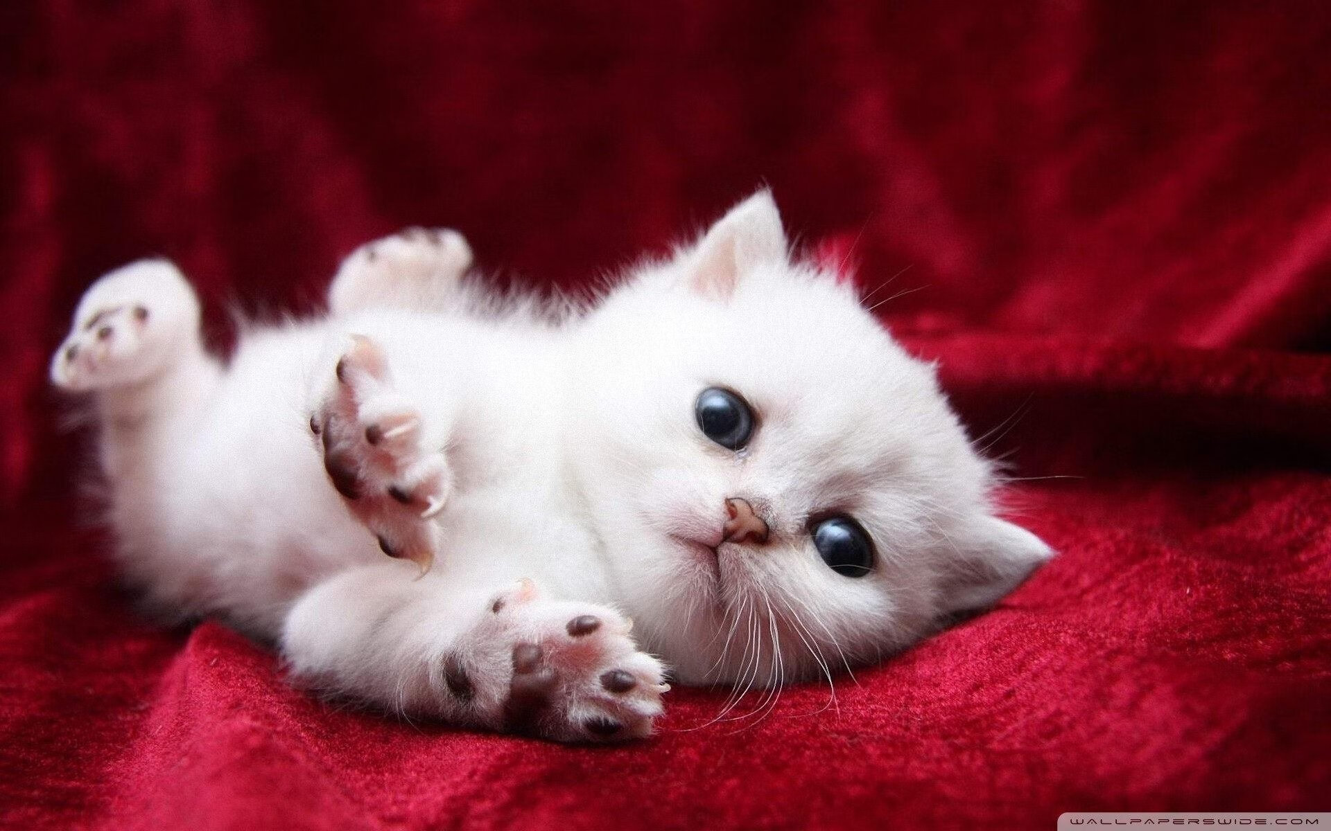 保持状态：冠军球队的赛季持续赢球秘诀，保持冠军心态