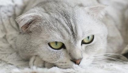 Jiuyou-菲律賓男篮在亚洲预赛中表现抢眼，盼望奥运入场券