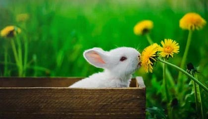 Jiuyou-菲律賓男篮在亚洲预赛中表现抢眼，盼望奥运入场券