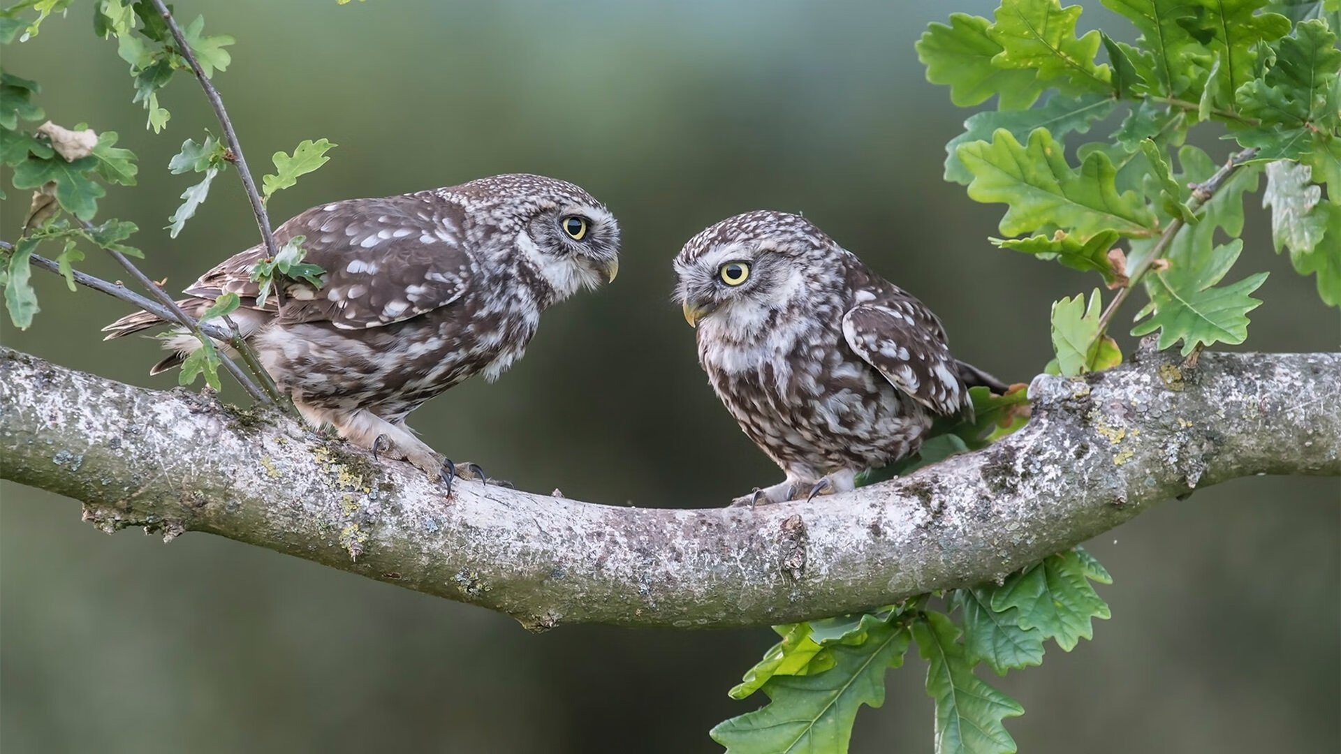 《Zhu“kuku”:全新战术布局助力团队再创辉煌》