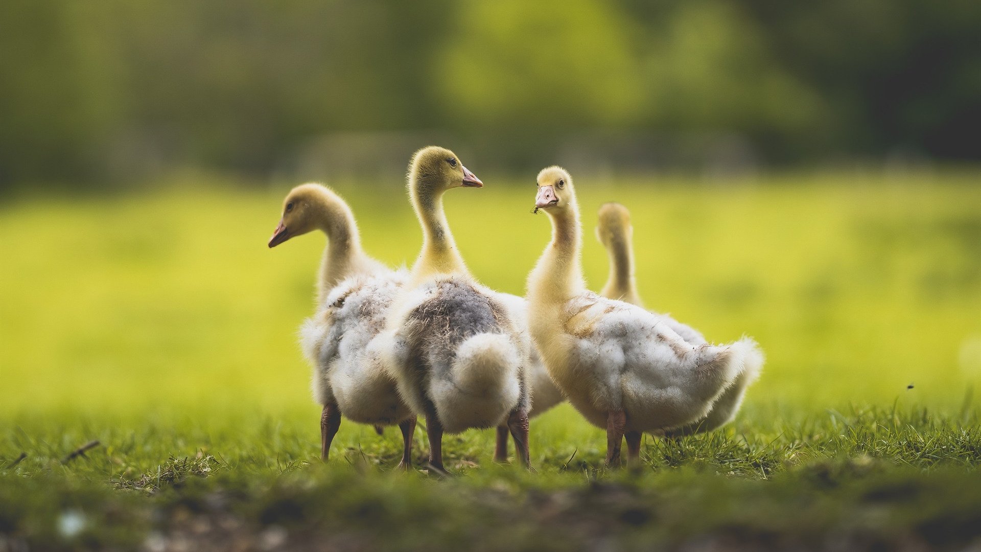 《绝地求生》选手的故事：从草根玩家到职业选手的奋斗，绝地求生 职业选手