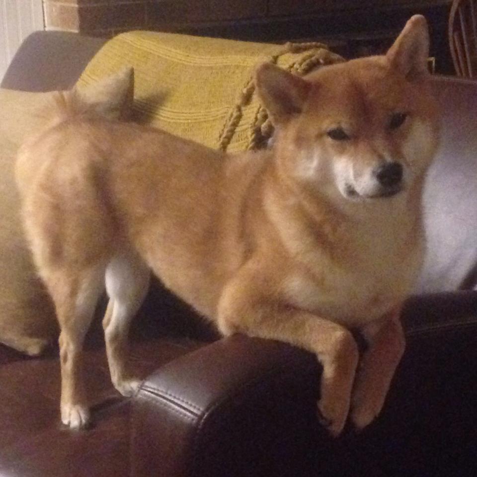 九游娱乐(jiuyou)官方网站-【文化融合】棒球在不同地区的文化特色，棒球运动介绍