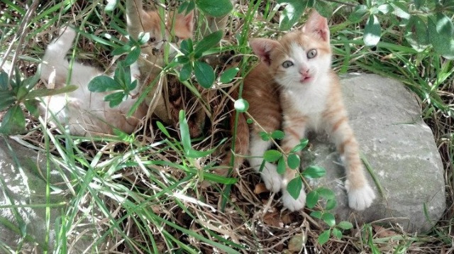 争夺赛道王者的血战，争夺赛道王者的血战怎么打